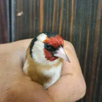 سهره سرسیاه گل بلند وکرمونی وحش رام