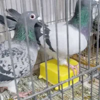 کفتر|پرنده|قم, شهرک فاطمیه|دیوار