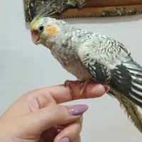 2 عدد عروس هلندی با قفس