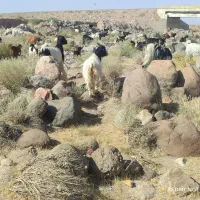 بزمحلی