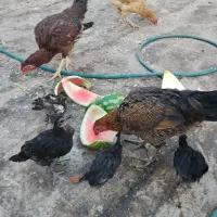 مرغ