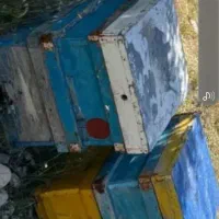 کندو زنبور