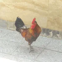 خروس خارجی سر حال