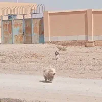 سگ پاکوتاه تربیت شده شناسنامه دار
