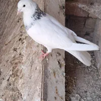 یه جفت کفتر عالی