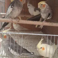 عروس هلندی زیر قیمت
