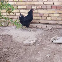 مرغ تمام سیاه