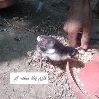 لاری یک هفته ای و بیست روزه