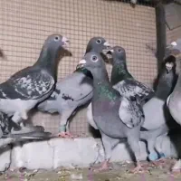 5 جفت ریش و 5 جفت پلاکی عالی