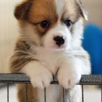 واگزاری توله