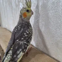 عروس هلندی/نر/دستی/سخنگو/طوطی کوتوله برزیلی