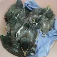 چند تا جوجه مینا افغان