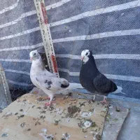 کفتر جوجه