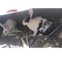 خرگوش