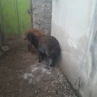 گوسفند یا بره نر افشاری عروسک