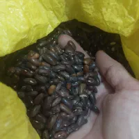 بذرلوبیا