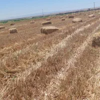 پرس پخل گندم تمیز