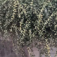 اجاره-منزل-طبقه-اول-قائم