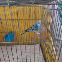 مرغ عشق