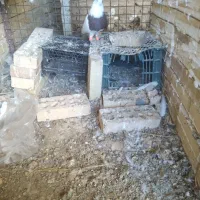 کبوتر|پرنده|دزفول, |دیوار