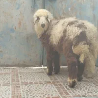 گوسفند