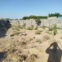 دو عدد باغ زردین