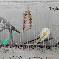 عروس هلندی