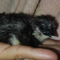 جوجه دورگه ابریشمی گلین