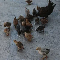جوجه|حیوانات مزرعه|کرمانشاه, |دیوار