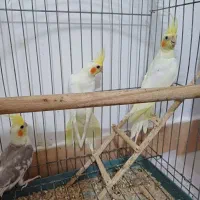 عروس هلندی ۵۵۰۰۰۰