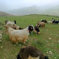 دوبر|حیوانات مزرعه|بابا حیدر, |دیوار
