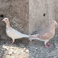 دو جوجه