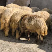 گوسفند نر و ماده