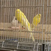 قناری رسمی بلند