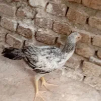 جوجه خروس لاری