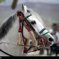 افسار اسب
