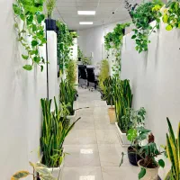 درآمد رویایی زنندگی رویایی در دپارتمان ماهور