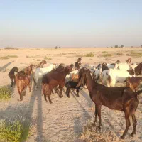 بز دورگ