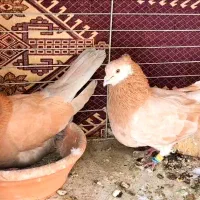 بیست دو جفت کفتر با جوجه گنجه جفت کن