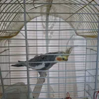 عروس هلندی