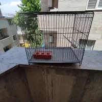 قفس ومکمل عروس هلندی