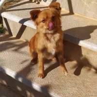 فروش سک|سگ|سپیدان, |دیوار