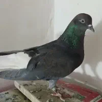 عروسک