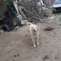 سگ باهوش|سگ|همدان, |دیوار