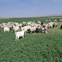 بره نرماده فروشی