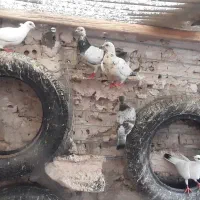 کفتر