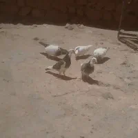 کبوتر پرشی
