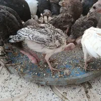 بوقلمون کردی