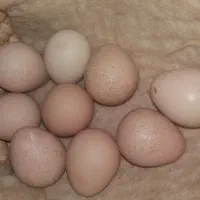 9 عدد تخم مرغ چینی نطفه دار