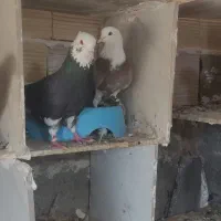 کبوتر